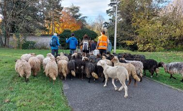 Troupeau de brebis et d’agneaux dans le parc Hubert Dubedout 