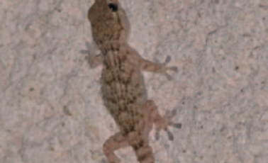 Sortie observation des tarentes et geckos
