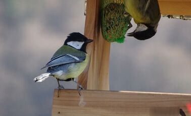 [ATELIER LPO] Biodiversité du parc des Maisons Neuves 